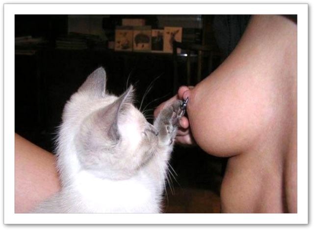 chatte contre sein